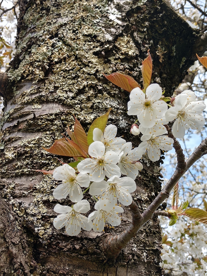 IMG_20200420_170204490_HDR