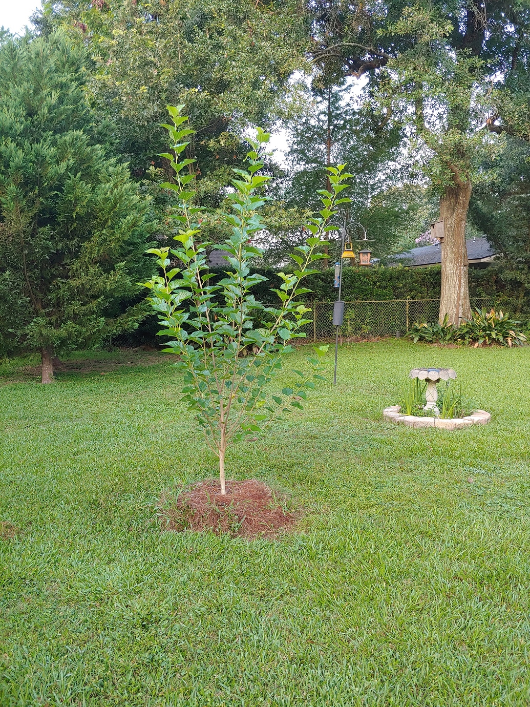 When/how to prune young mulberry General Fruit Growing Growing Fruit