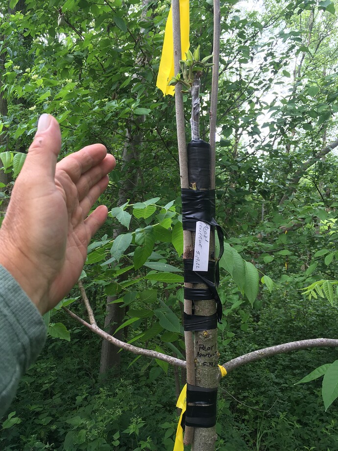 Pearl heartnut 2022 graft 1 001