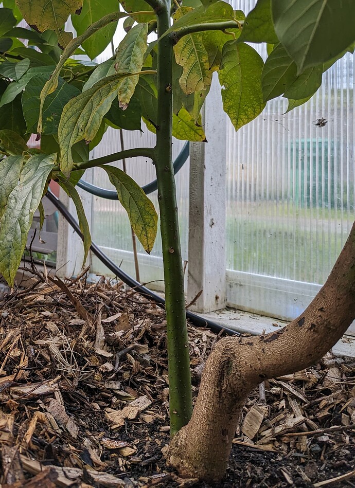 PXL_20240324_191200842