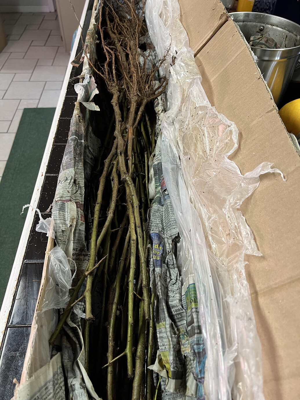 Burnt Ridge Rootstock Debacle Rubber Bands are Not Expensive