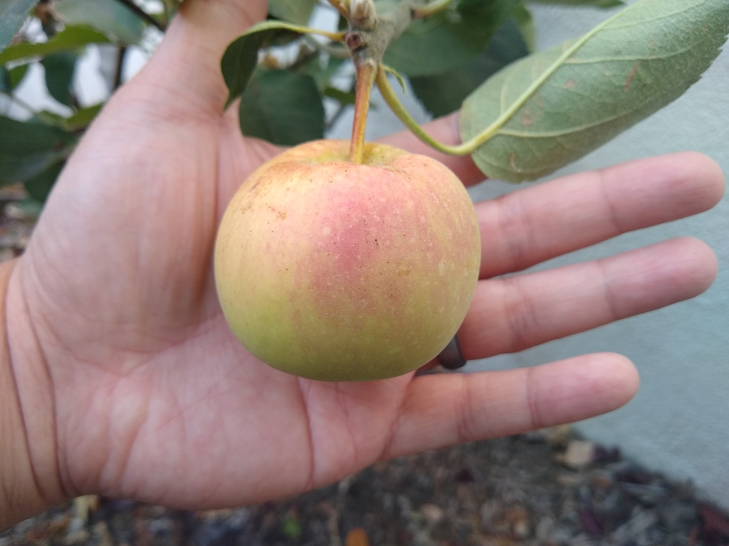 Arkansas Black Apple General Fruit Growing Growing Fruit