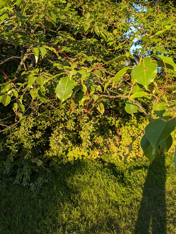 PXL_20240707_235333849.MP