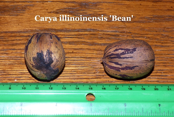 Carya%20illinoinensis%20'Bean'%20Fred%20Blankenship%20Cecilia%2C%20KY%20009