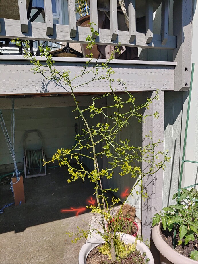 output_image1618868794691