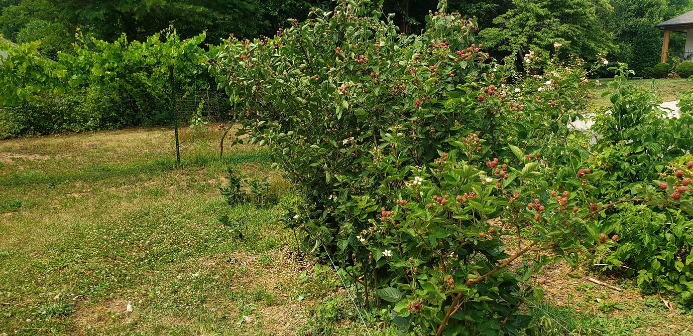 Ponca Blackberry General Fruit Growing Growing Fruit