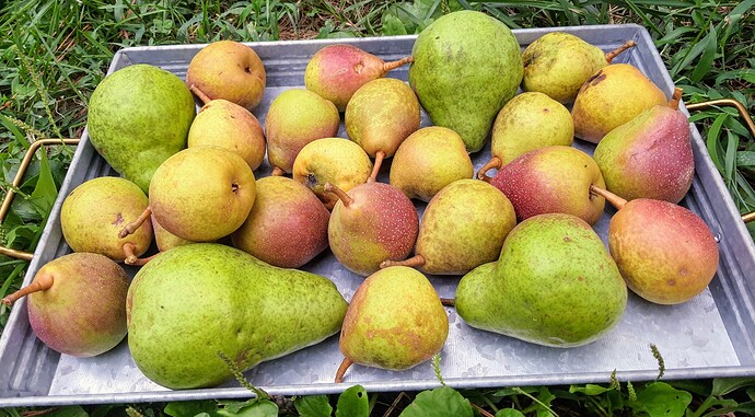 Pears 08-19-21