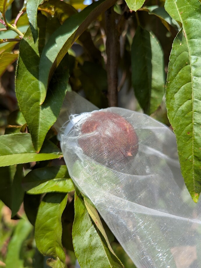 PXL_20250501_185600794