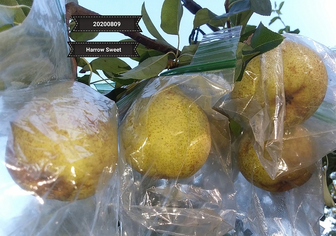 Harrow%20Sweet%2020200809_092603