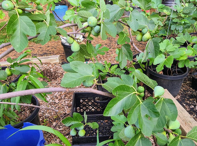 Troiano Calabrese Breba 07-11-21  4