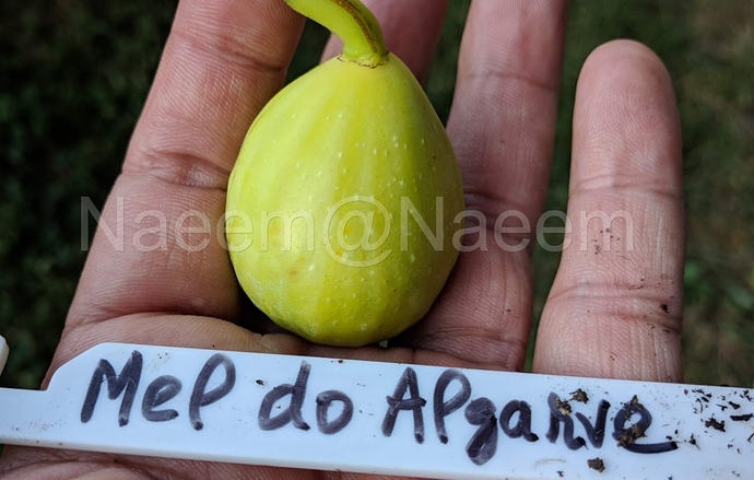 Mel%20do%20Algarve%2010-01-2019%20%201