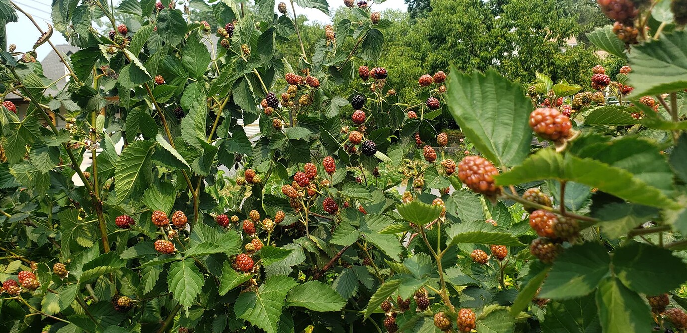 Ponca Blackberry General Fruit Growing Growing Fruit