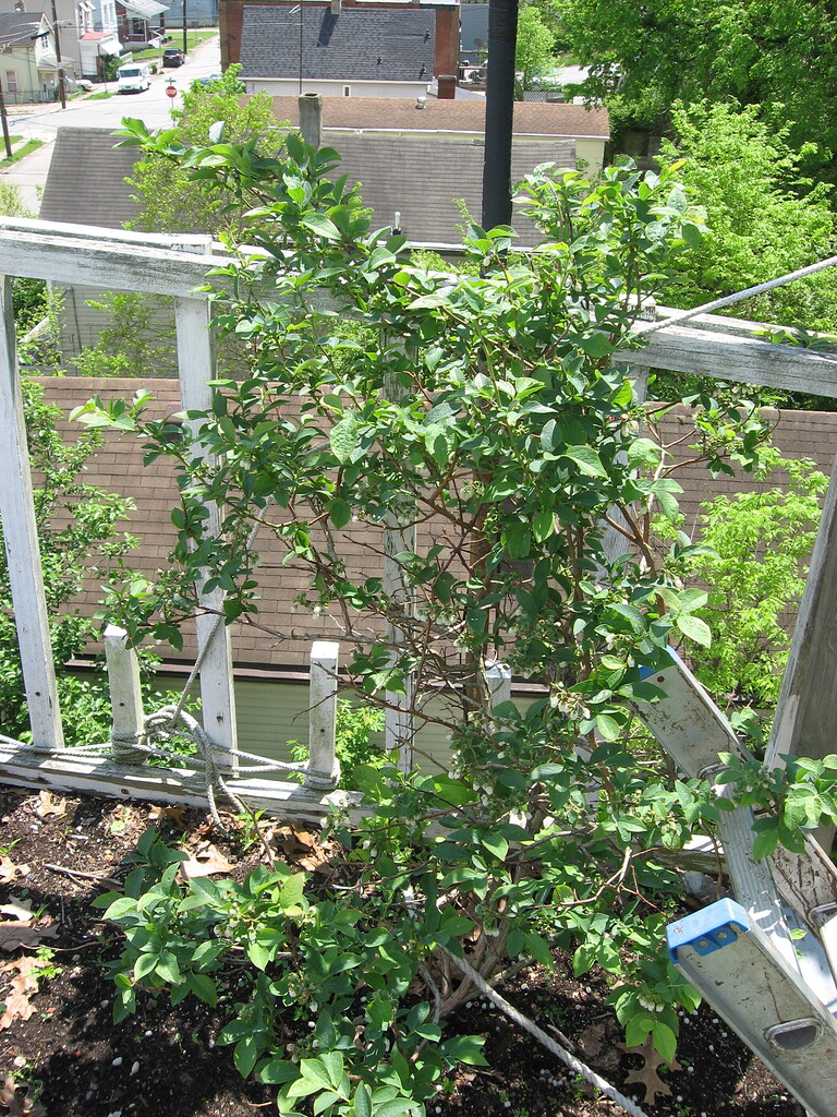 Blueberry bushes grow better at high altitudes General Fruit Growing
