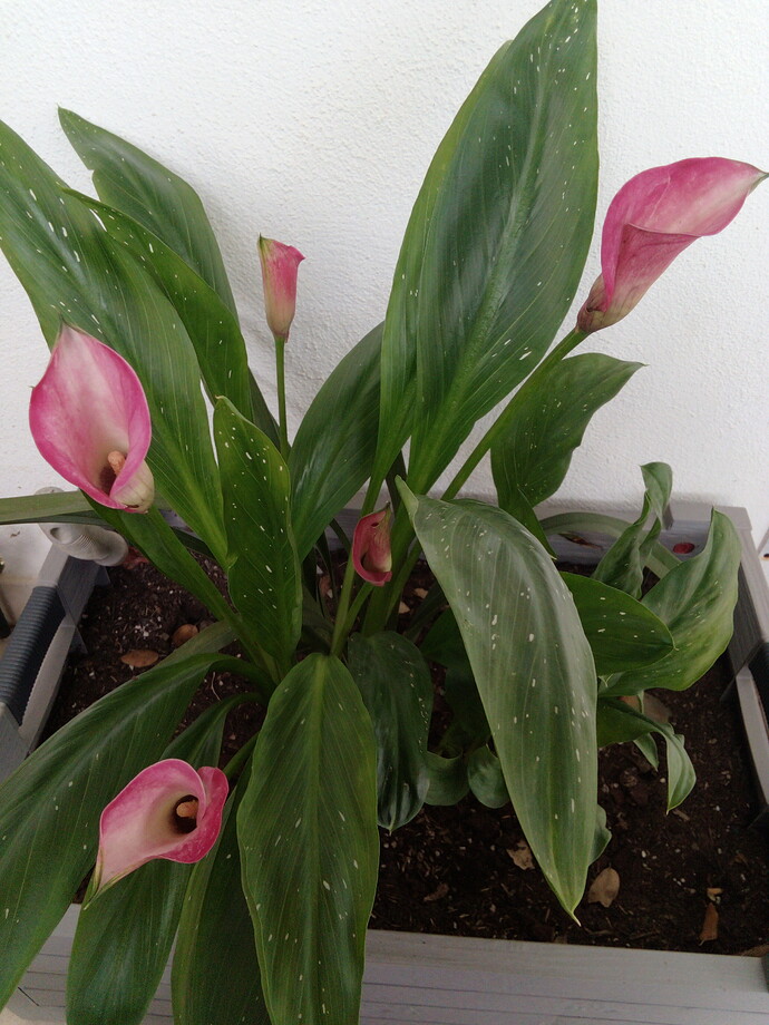 IMG_20220620_161758_1