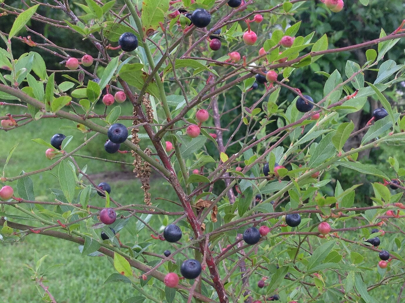 Huckleberries AKA May Berries, AKA Elliot's Blueberry AKA Vaccinium