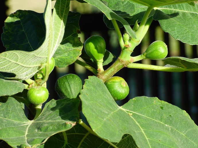 Marseilles Black VS 002