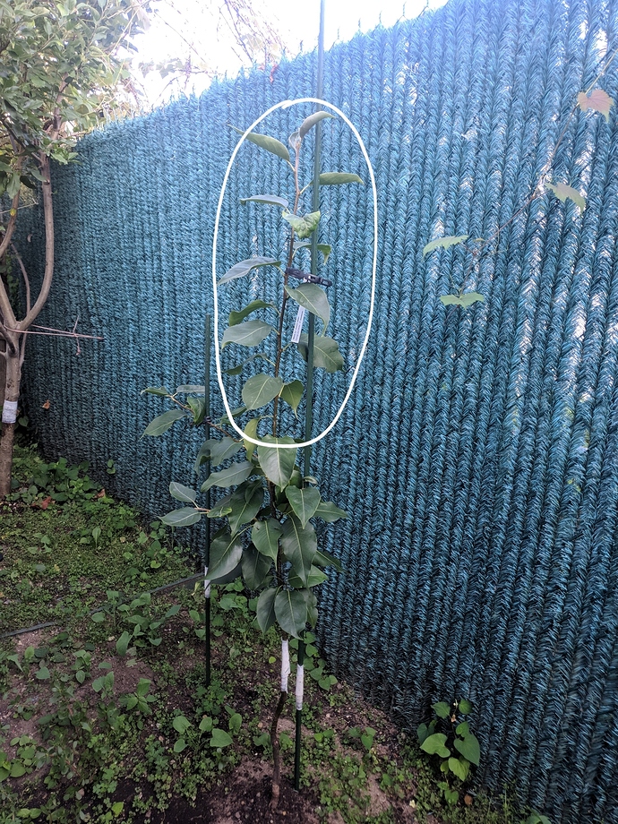 How to start off espalier training for my trees General Fruit Growing