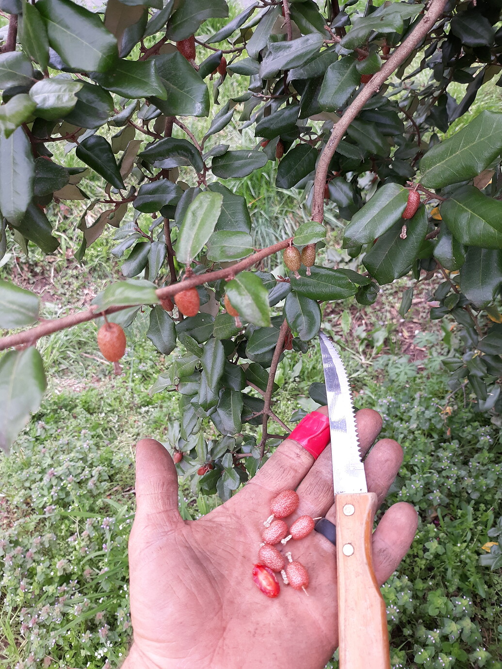 First fruits of the year Zone 7b/8a General Fruit Growing Growing Fruit