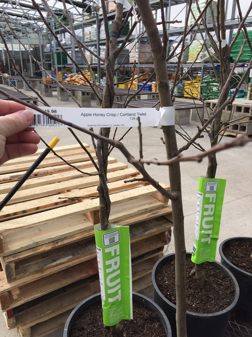 Big Box Store Fruit Trees - What's your experience? - General Fruit ...