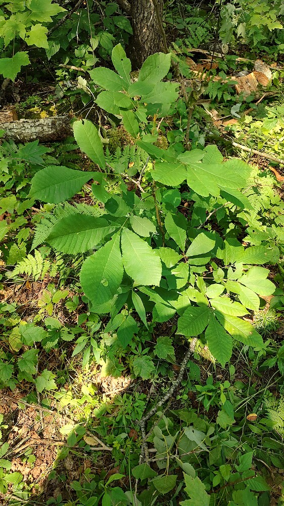 IMG_20240714_105722194_HDR