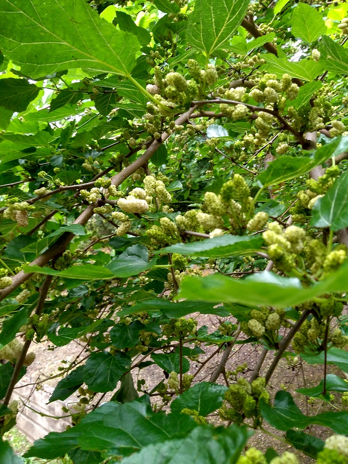 IMG_20200702_140252886_HDR