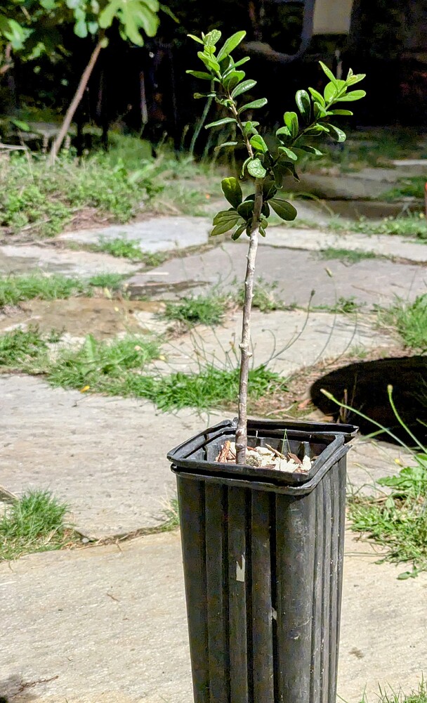 PXL_20240829_041314690~2