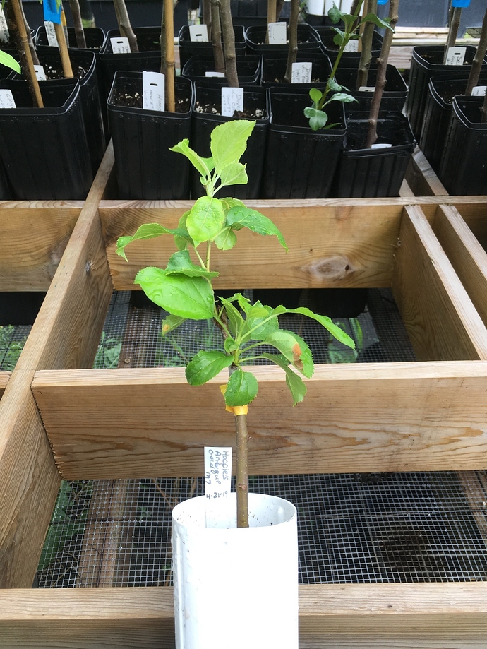 Grafts%202019%20apple%20Hoople's%20Antique%20Gold%20on%20M7