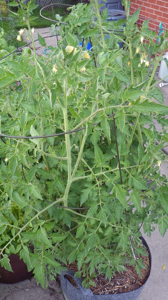 Tomatoes so far in zone 5b/6a General Gardening Growing Fruit