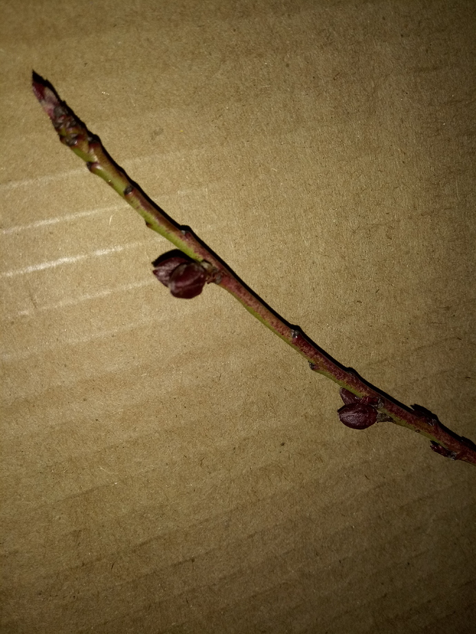 20190305_185955