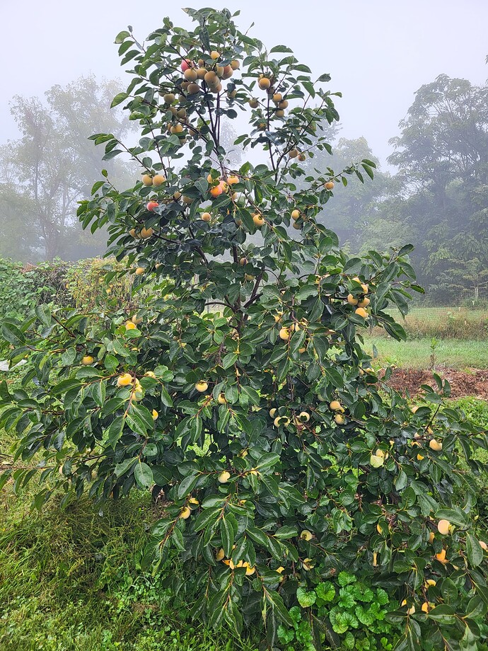 Nakitas tree 092024