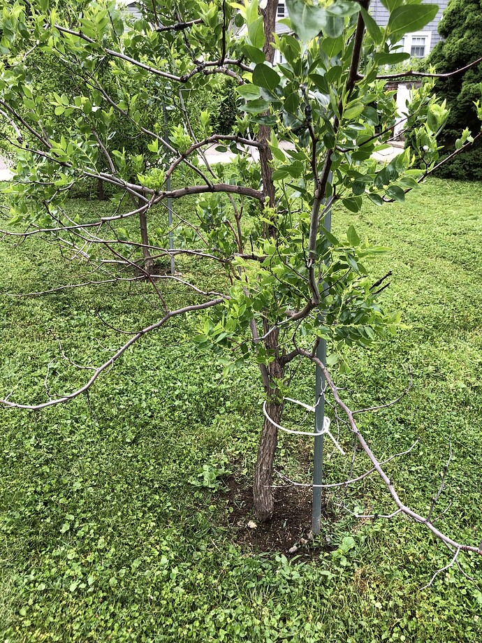 Li_lower_branch_ph_06-16-2022