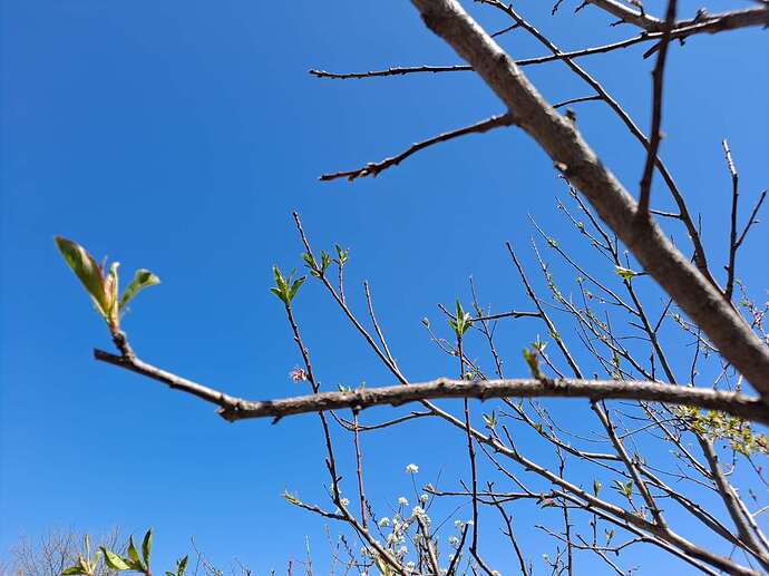 Prune Peach /nect 2023 - General Fruit Growing - Growing Fruit