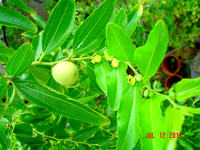 19contorted fruit and flowers