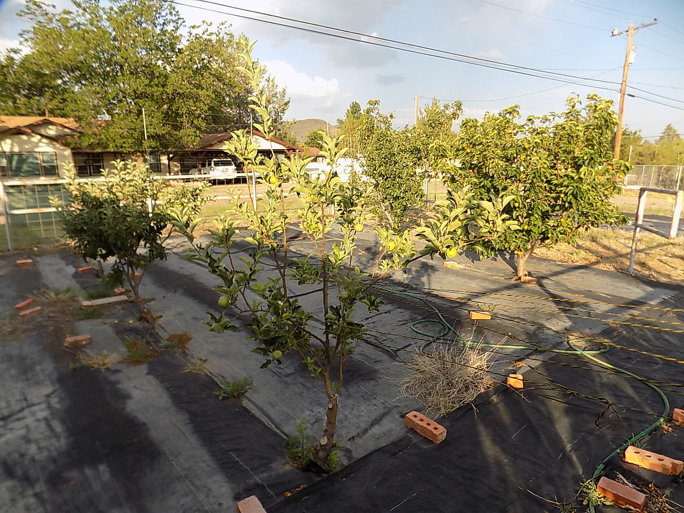 Amazing rooting capability of M111 - General Fruit Growing - Growing Fruit