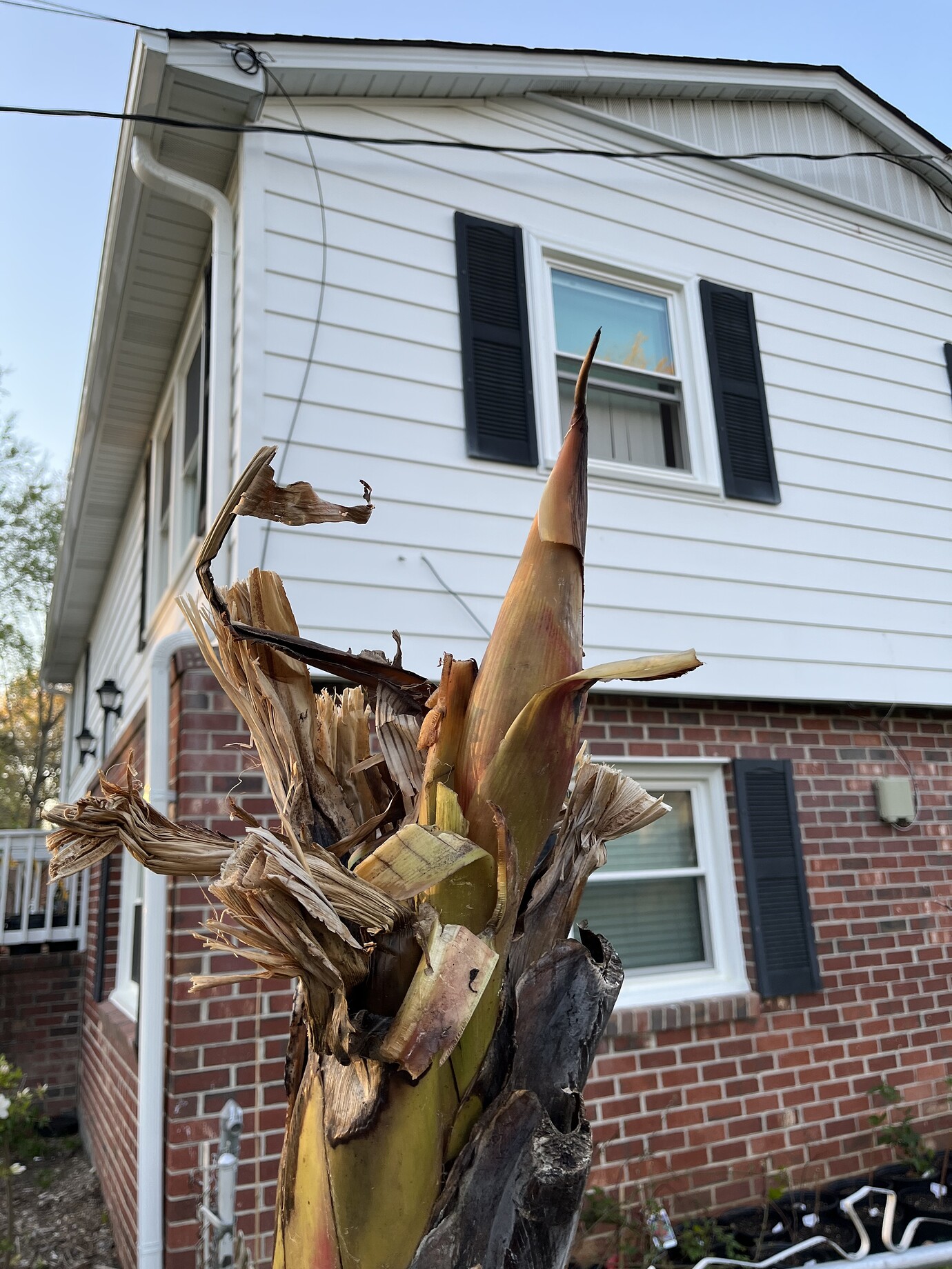 Bananas in zone 8a General Fruit Growing Growing Fruit
