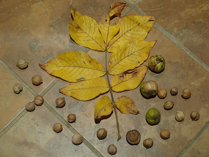 DSC02147 Carya tomentosa Rock Island County IL Native Specimen