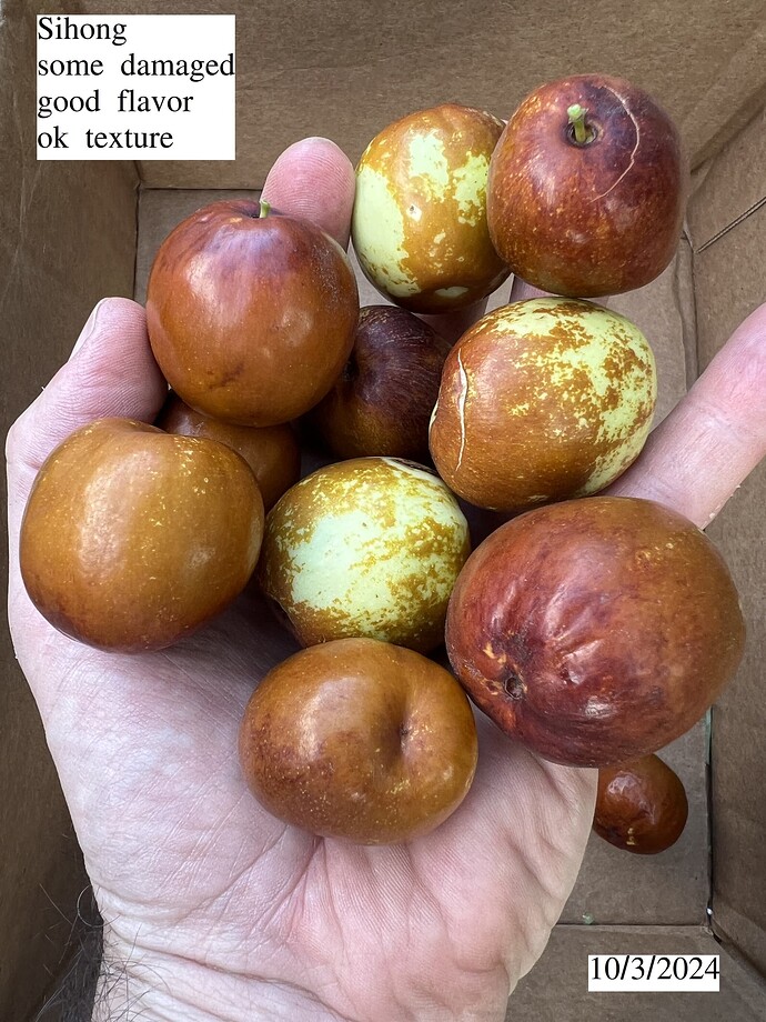 Sihong_ph_10-03-2024