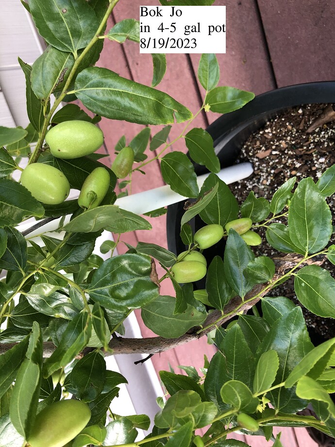 Bok_Jo_potted_08-19-2023