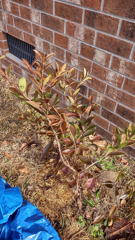 IMG_20250124_094409320_HDR