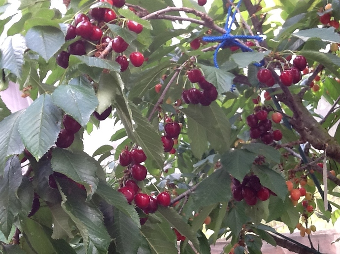 CherInet
