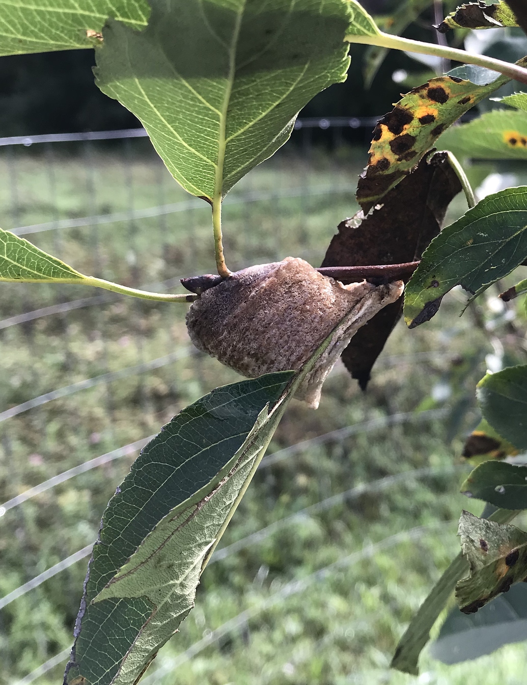 Marshmallow like growth on apple tree General Fruit Growing Growing