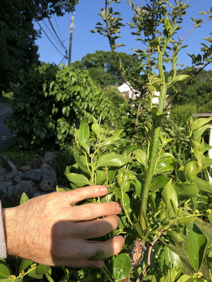 Allentown_graft_06-26-2022