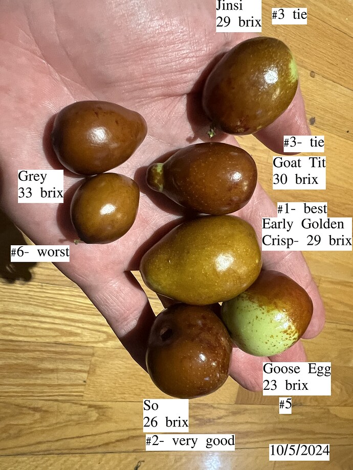 Jujube_ph_10-05-2024