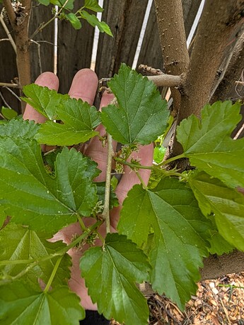 PXL_20250515_201549435