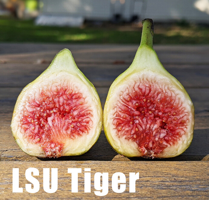 LSU Tiger3