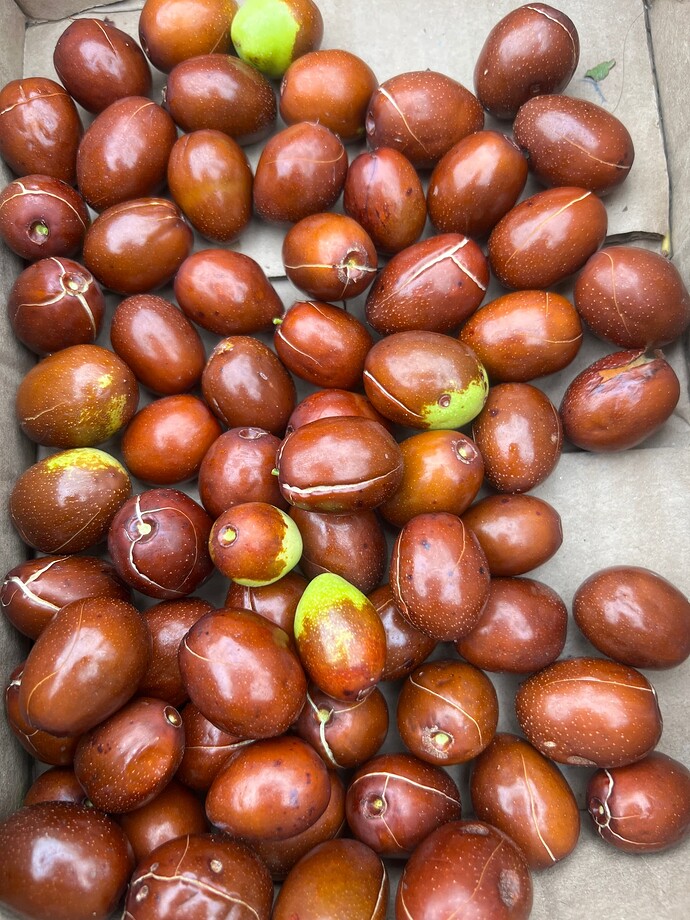 Black_Sea_cracked_w_09-27-2024