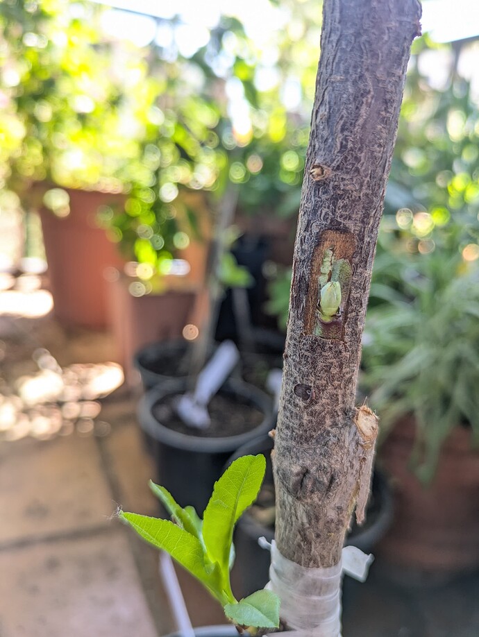 PXL_20250428_124256012.MP