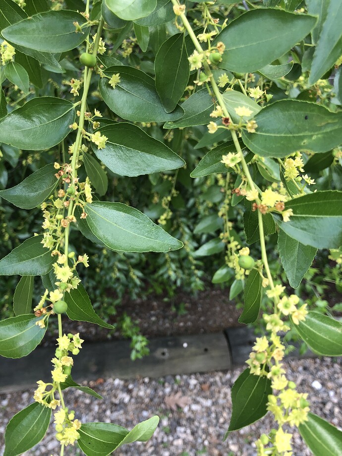 Sugar_Cane_w_07-14-2022