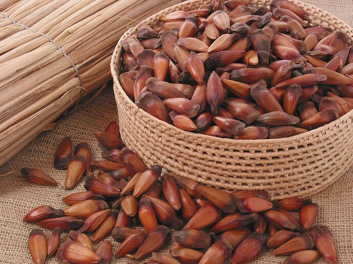 seeds-Parana-pine
