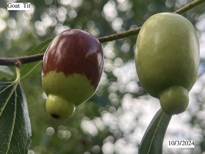 Goat_tit_ph_10-03-2024